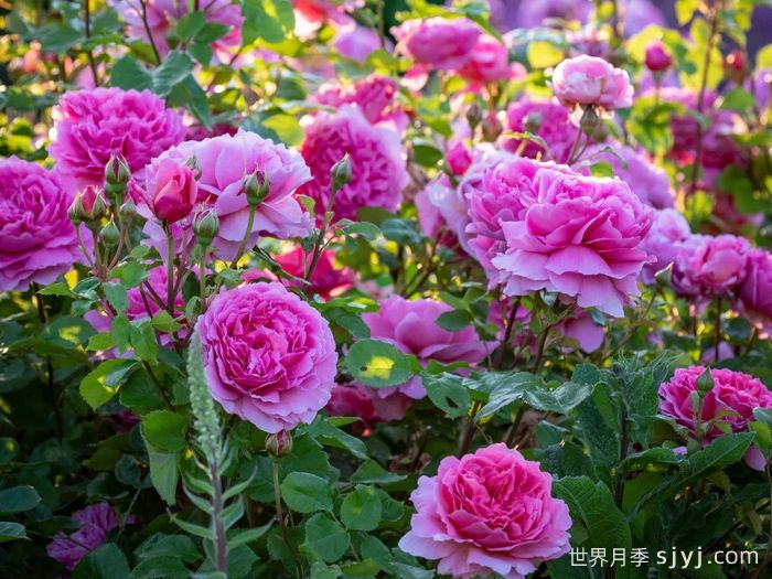 肯特公主月季/亚历山德拉公主月季Princess Alexandra of Kent(图6)