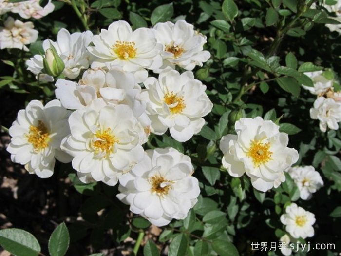 肯特月季Kent(图1)