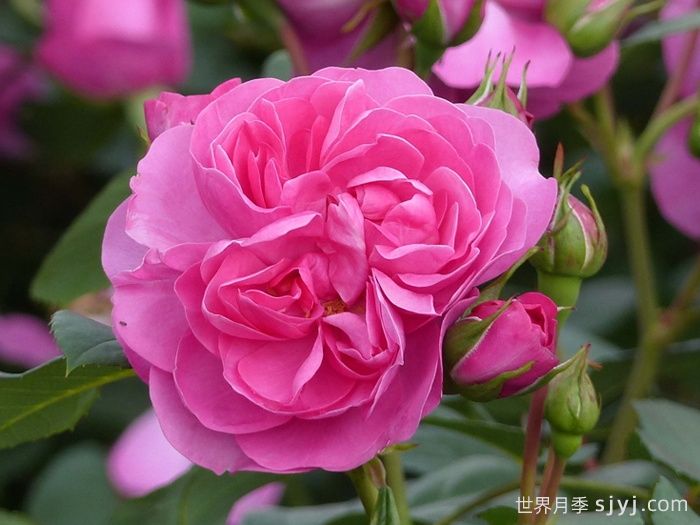 快板月季/欢快乐章/欢乐乐章Allegro(图1)