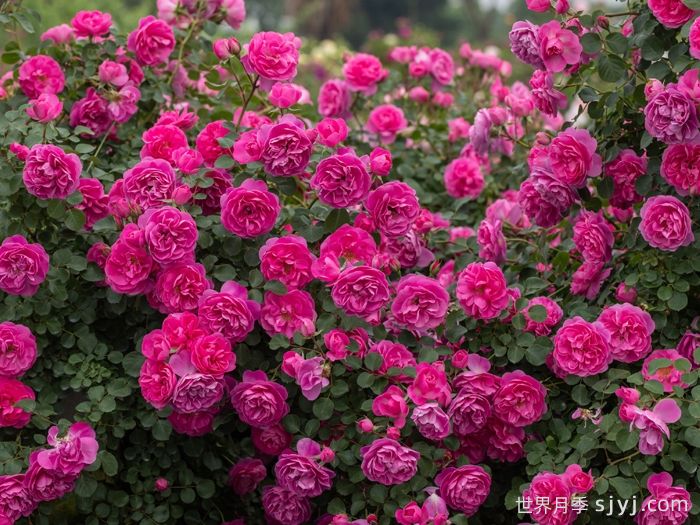 快板月季/欢快乐章/欢乐乐章Allegro(图5)