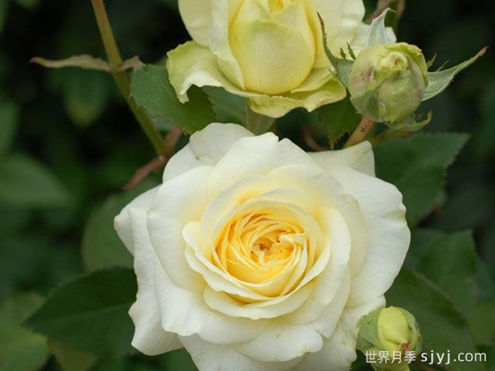 快拳月季Kaikyo(图2)