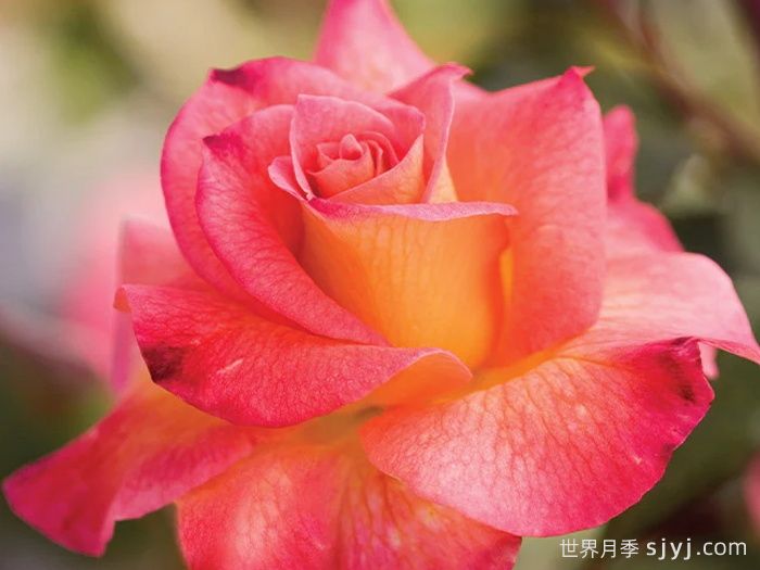 狂欢节月季Mardi Gras(图1)