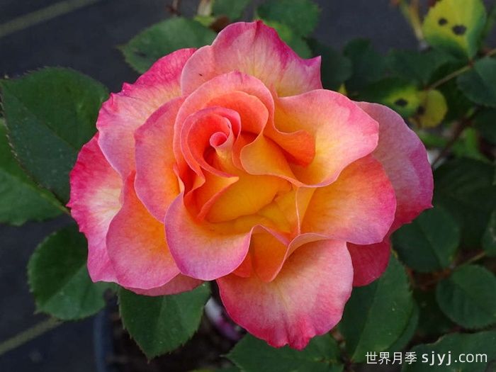 狂欢节月季Mardi Gras(图4)