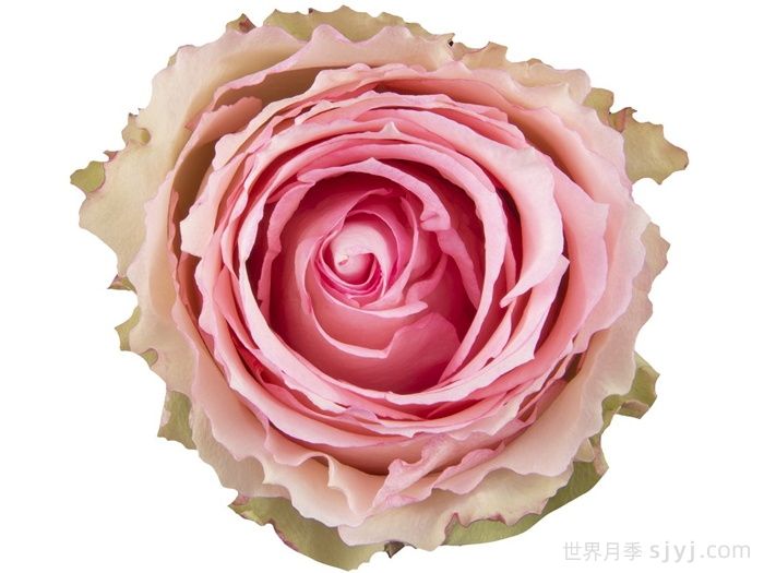 狂野埃斯佩兰斯月季Wild Esperance(图1)