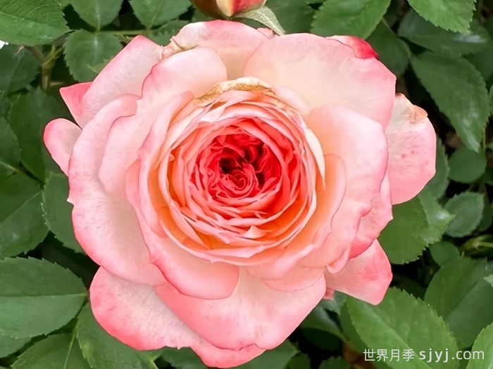 可爱多月季Lovery More(图3)