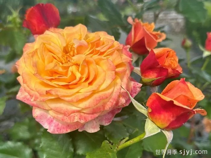 科塔别墅月季/拉维兰别墅/疯狂的爱La Villa Cotta(图2)