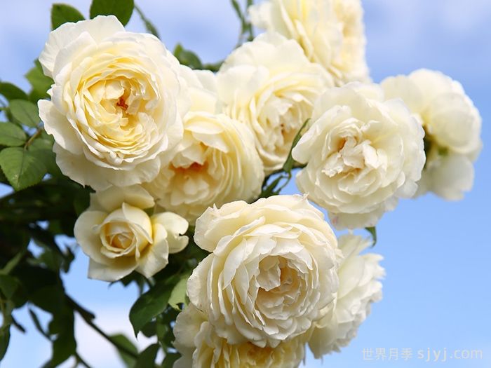 克莱尔奥斯汀月季Claire Austin(图3)