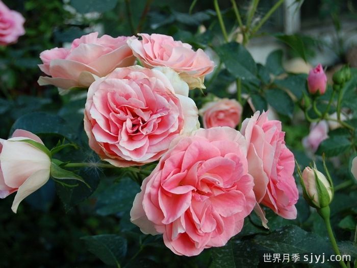 纨绔子弟月季/阔佬Jet Set(图2)