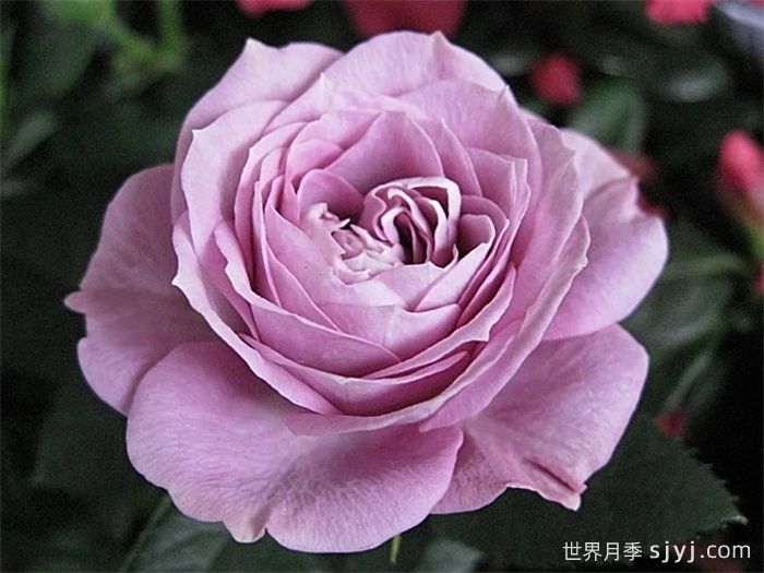 拉米炫耀月季Lamy Parade(图1)