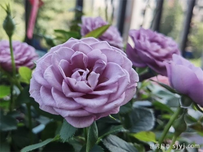 拉米炫耀月季Lamy Parade(图3)