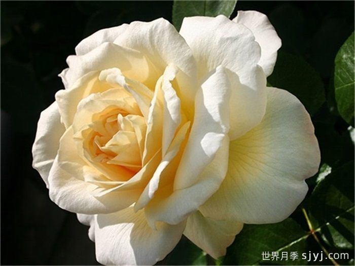 拉佩拉月季/梦贝拉La Perla(图2)