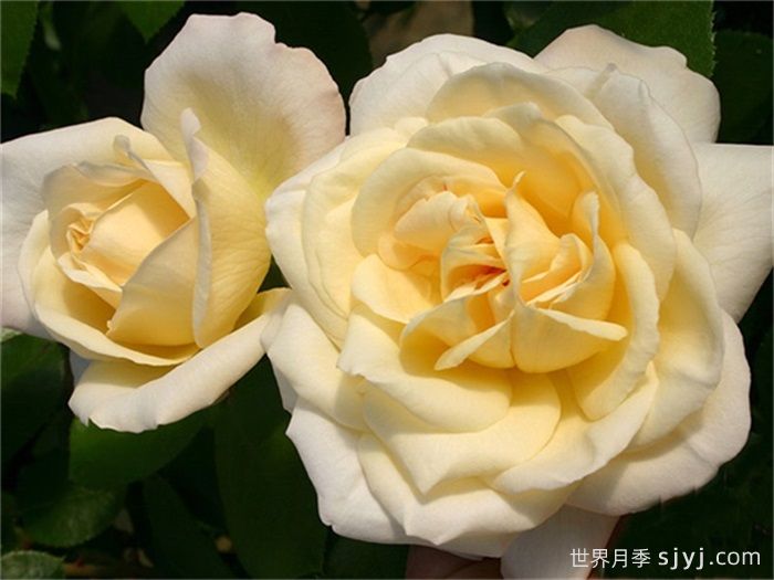 拉佩拉月季/梦贝拉La Perla(图1)