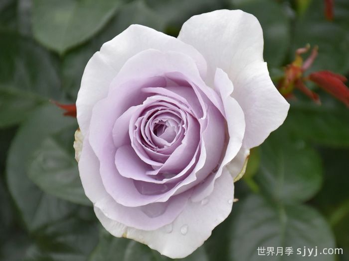 蓝宝石月季/紫香Blue Bajou(图3)