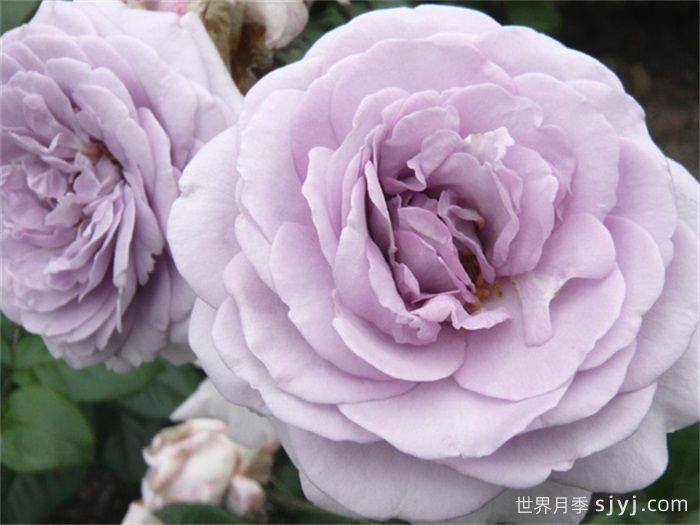 蓝宝石月季/紫香Blue Bajou(图1)