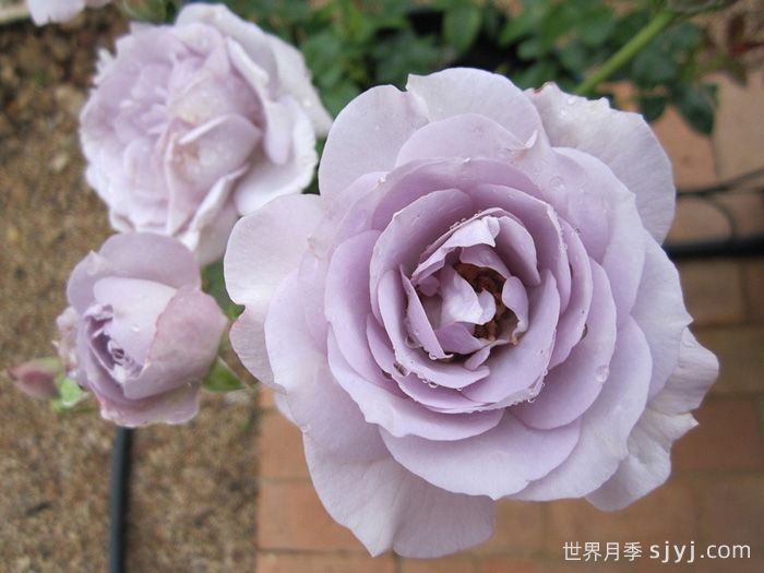 蓝宝石月季/紫香Blue Bajou(图2)