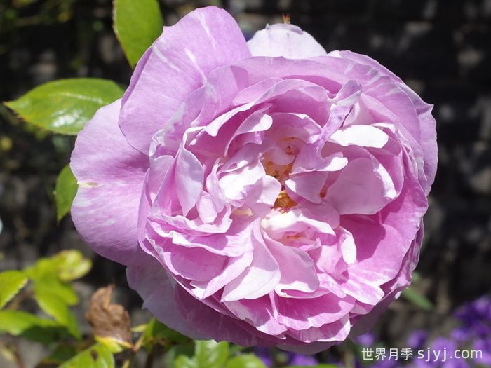 蓝宝石月季Saphir(图1)