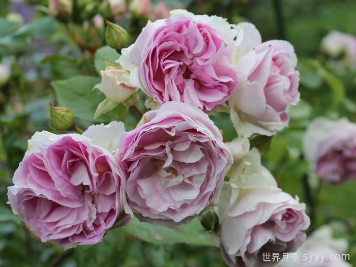 蓝宝石月季Saphir(图2)