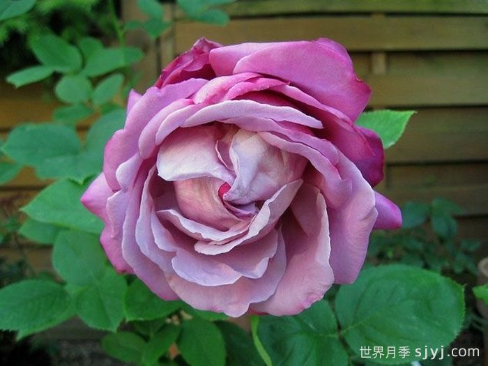 蓝湖月季/蓝色泻湖Blue lagoon(图1) 蓝湖月季/蓝色泻湖Blue lagoon(图1)