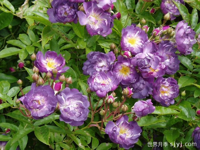 蓝蔓月季/蓝色紫罗兰月季名Veilchenblau(图3)