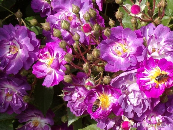 蓝蔓月季/蓝色紫罗兰月季名Veilchenblau(图4)