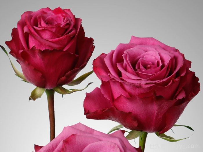 蓝莓月季Blueberry(图1)