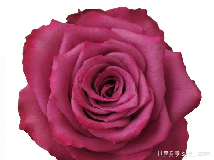 蓝莓月季Blueberry(图3)