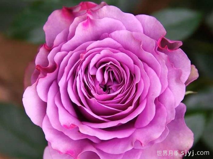 蓝色飓风月季/蓝色飓风神行者Blue Orkan Freelander(图1)