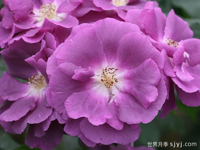 蓝色狂想曲月季/蓝色的拉比索迪Rhapsody In Blue(图3)