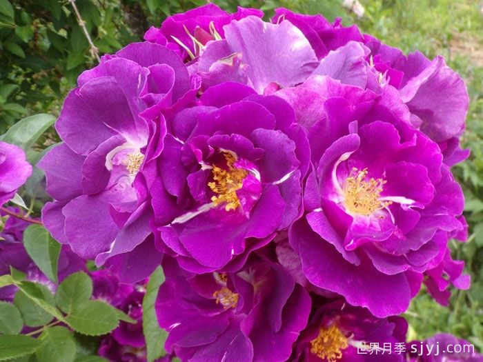 蓝色狂想曲月季/蓝色的拉比索迪Rhapsody In Blue(图4)