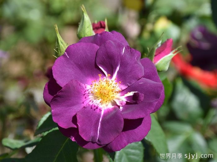 蓝色狂想曲月季/蓝色的拉比索迪Rhapsody In Blue(图5)