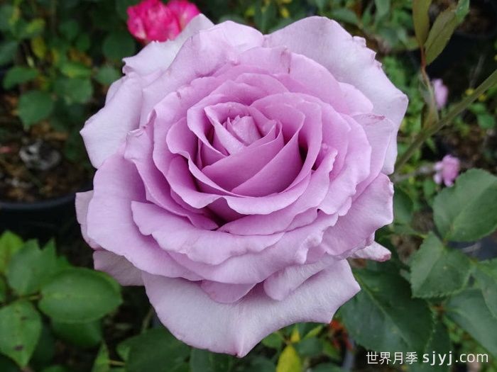 蓝色女孩月季/科隆狂欢节Cologne Carnival(图1)