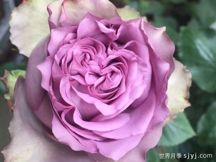 蓝色千层酥月季/布鲁斯亚罗月季Blue Millfeuille(图2)