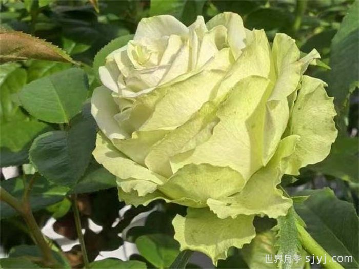 浪漫格林月季/绿色浪漫/绿色格林Green Romantic(图4)