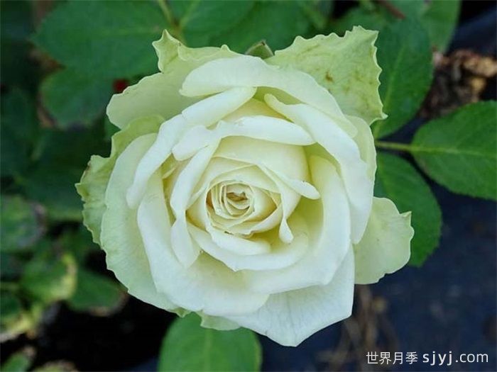 浪漫格林月季/绿色浪漫/绿色格林Green Romantic(图2)