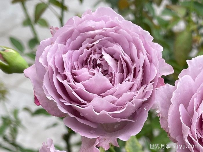 蓝丝球月季(图1)