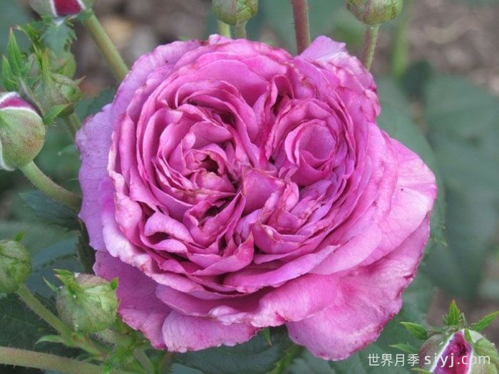 蓝天神行者月季Blue Sky Freelander(图1)