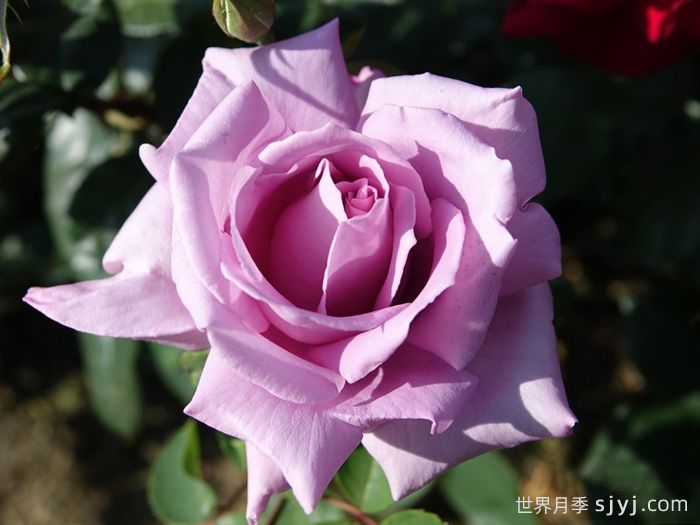 蓝月亮月季/蓝月月季Blue Moon(图1)