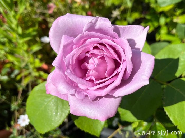 蓝月亮月季/蓝月月季Blue Moon(图2)