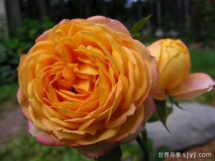 浪漫宝贝月季Baby Romantica(图1)