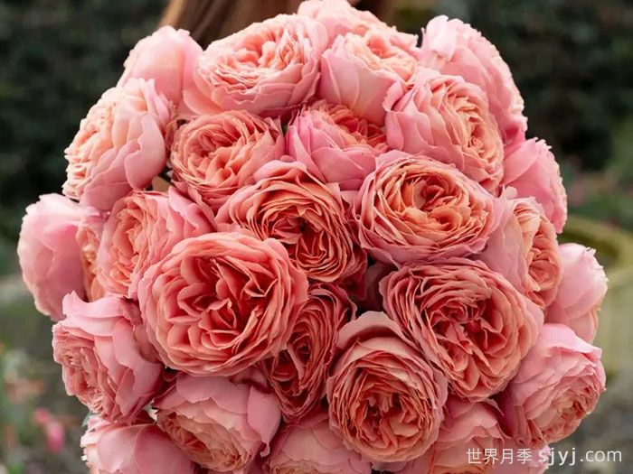 浪漫古董月季/浪漫安提克Romantic Antike Freelander(图2) 浪漫古董月季/浪漫安提克Romantic Antike Freelander(图2)