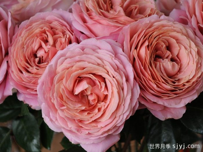 浪漫古董月季/浪漫安提克Romantic Antike Freelander(图1) 浪漫古董月季/浪漫安提克Romantic Antike Freelander(图1)