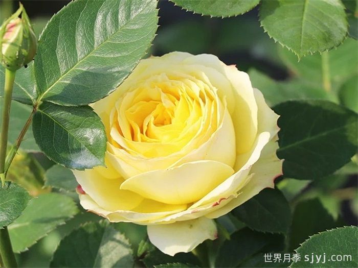 浪漫黄河月季(图1)