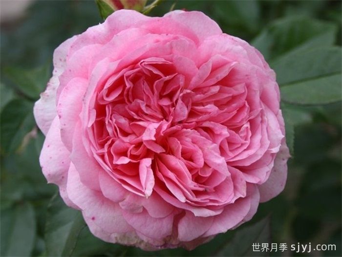 浪漫索菲亚月季Sophia Romantica(图2)