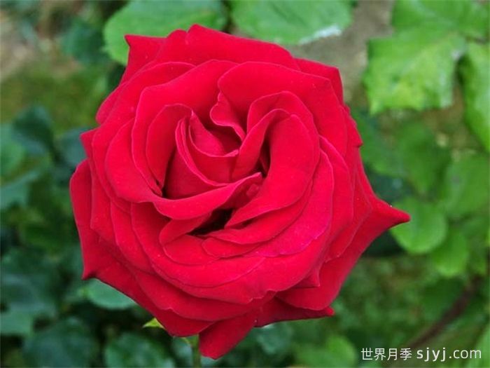 老兵荣誉月季/退伍军人荣誉Veterans Honor(图1)