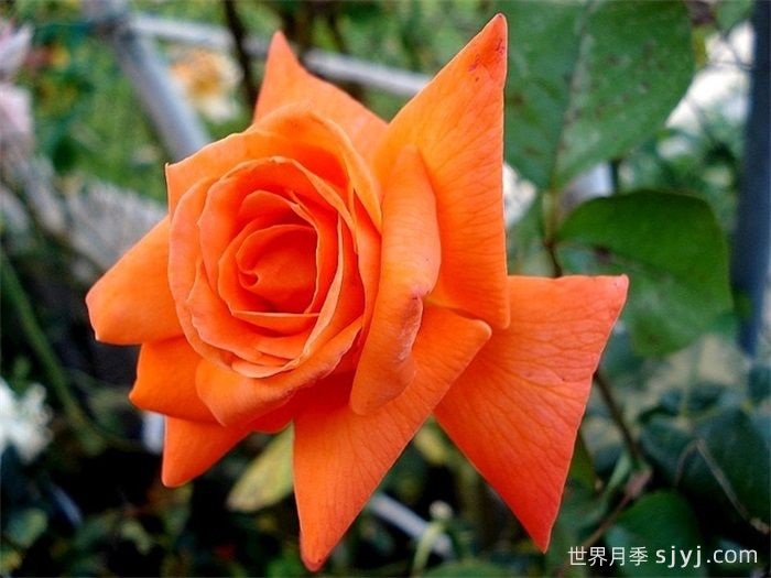 情侣约会月季Lovers Meeting(图2) 情侣约会月季Lovers Meeting(图2)