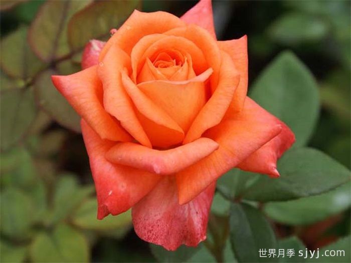 情侣约会月季Lovers Meeting(图1) 情侣约会月季Lovers Meeting(图1)