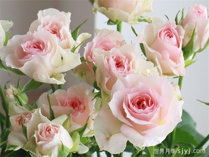 情迷罗拉月季/情迷萝拉Fancy Rora(图1) 情迷罗拉月季/情迷萝拉Fancy Rora(图1)