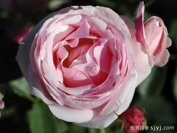 情书月季Billet Doux(图1)