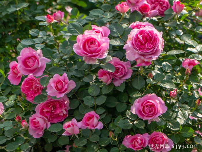晴柔月季(图4)