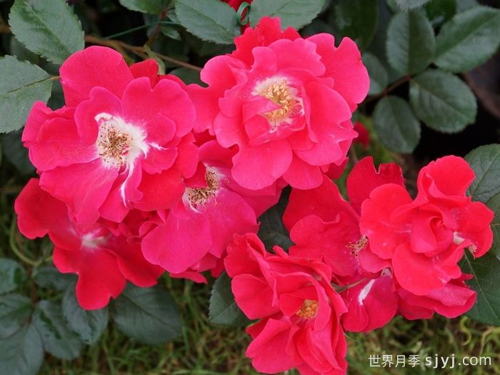 丘顿月季Chewton Rose(图1) 丘顿月季Chewton Rose(图1)